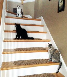 Piper, Baxter and Zoe