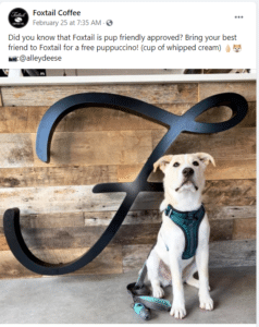 Fat Cat Design-using cross-promotion to gain Instagram followers